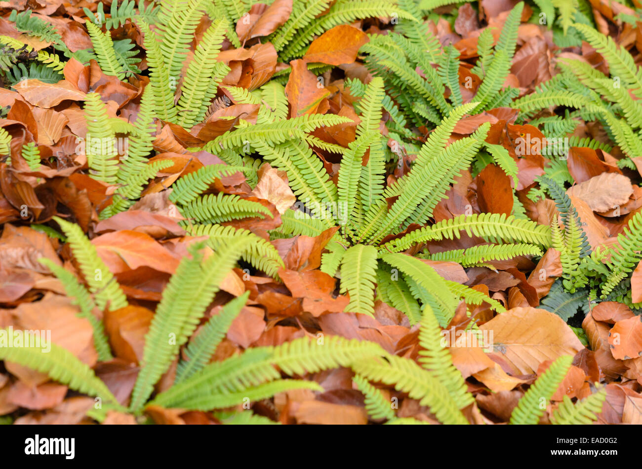 Deer fern (Blechnum spicant Stock Photo Alamy