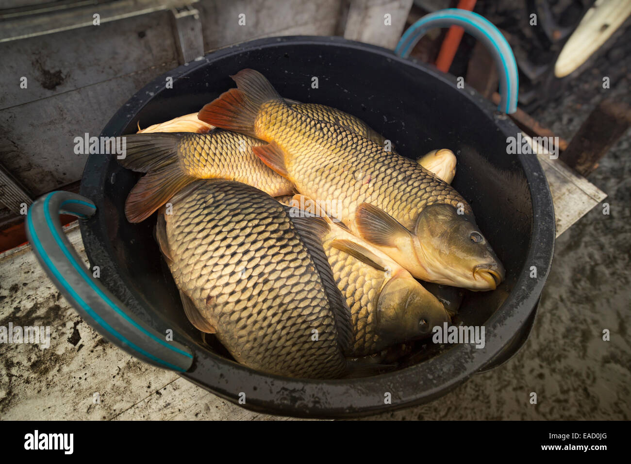 Breeding carp, fish drying, Waldviertel, Lower Austria, Austria Stock ...