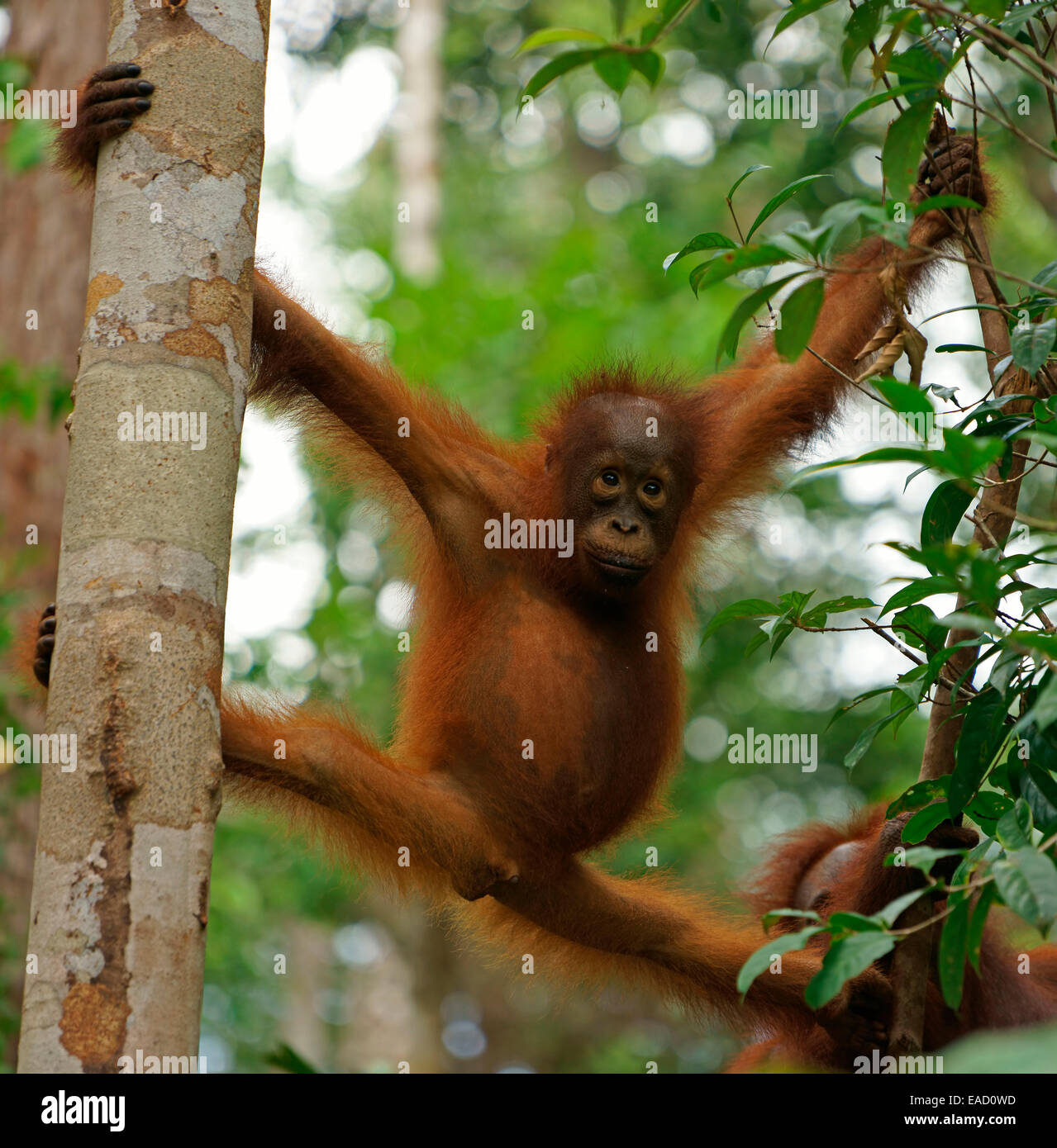 Bornean Orangutan (Pongo pygmaeus), young, National Park Tanjung Puting, Central Kalimantan, Borneo, Indonesia Stock Photo