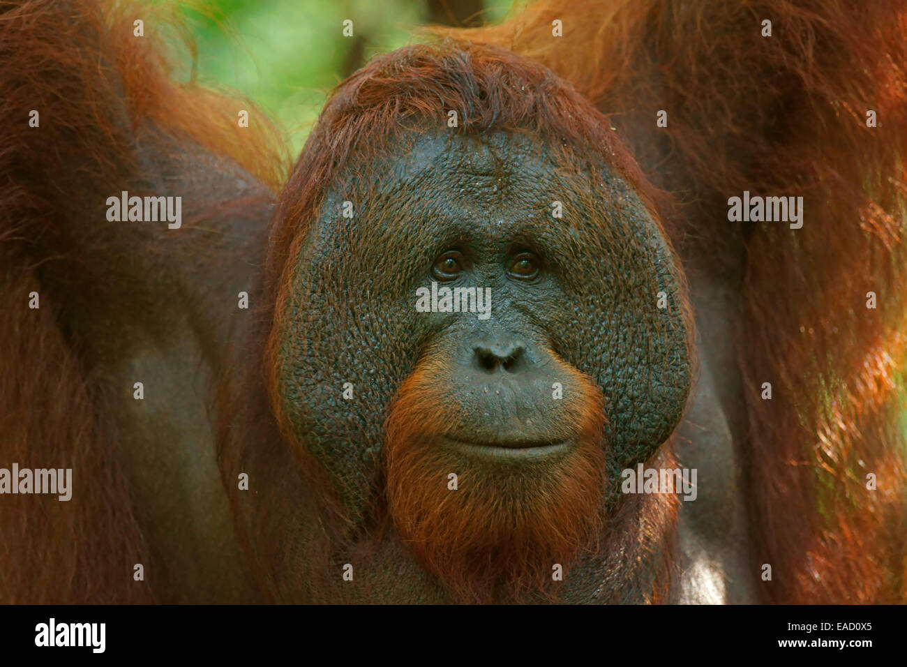 Bornean Orangutan (Pongo pygmaeus), male, Tanjung Puting National Park, Central Kalimantan, Borneo, Indonesia Stock Photo