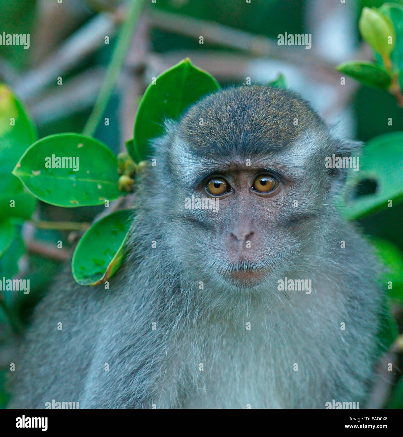 Crabeating Macaque (Macaca fascicularis), Tanjung Puting National Park