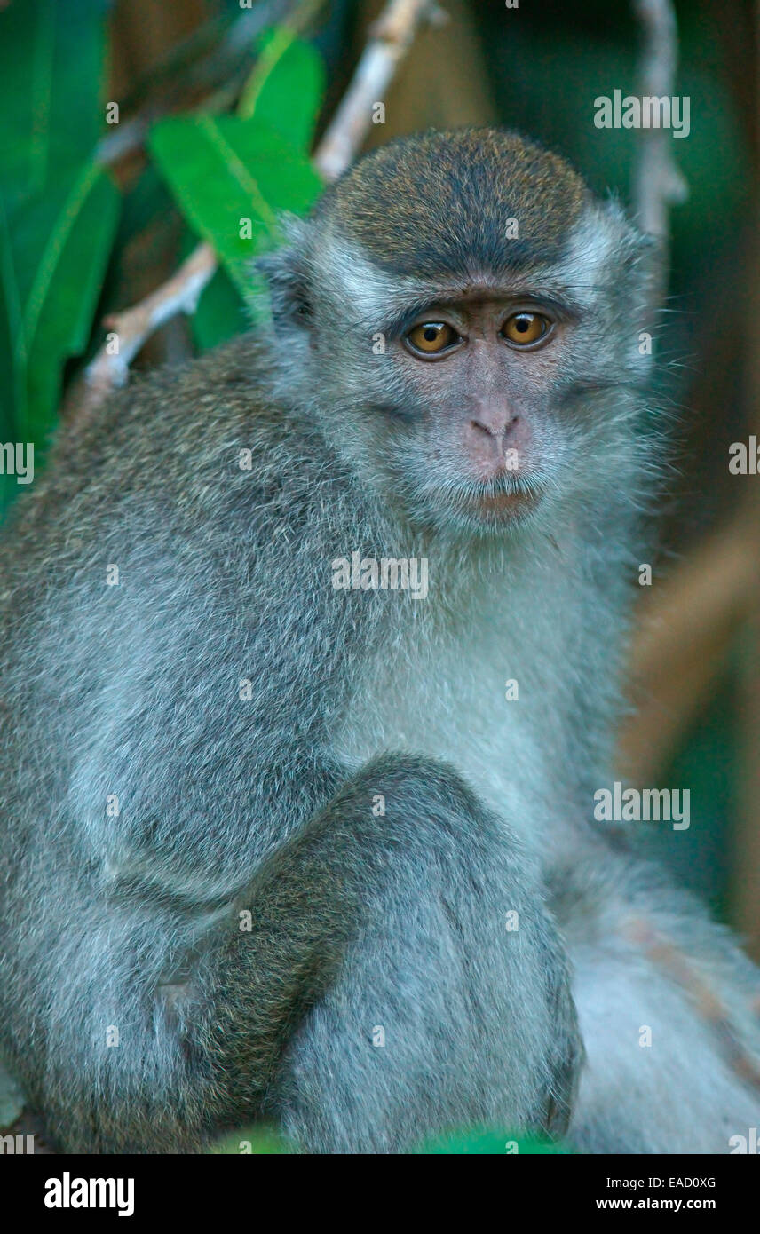 Crab-eating Macaque (Macaca fascicularis), Tanjung Puting National Park ...