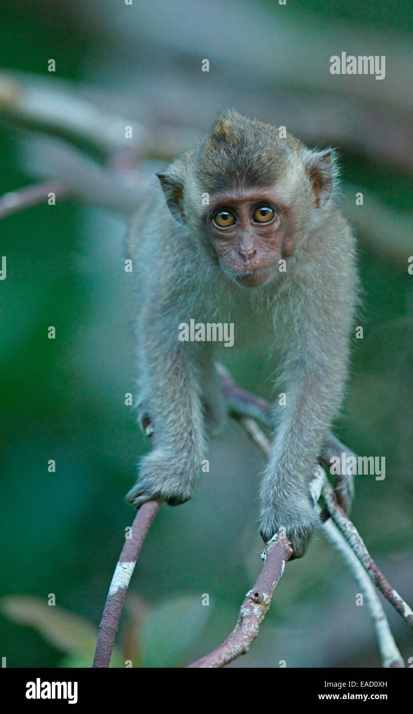 Crabeating Macaque (Macaca fascicularis), young, National Park Tanjung