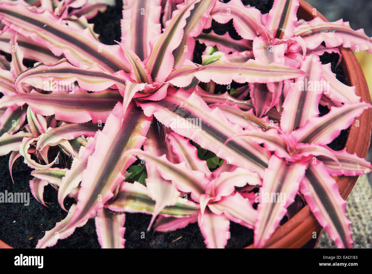 Cryptanthus zonatus is a species of the genus Cryptanthus. This species is endemic to Brazil. Stock Photo