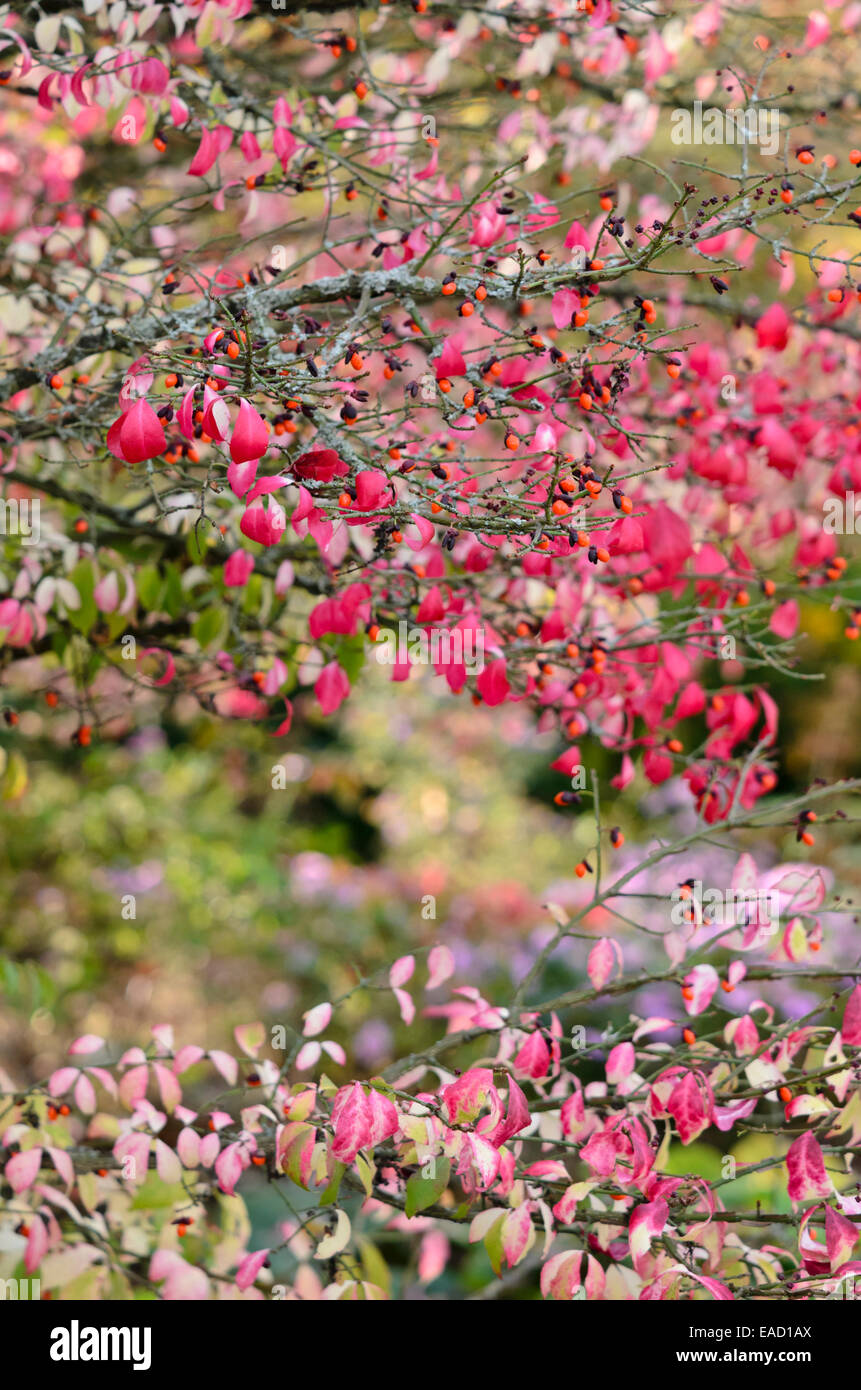 Compact burning bush (Euonymus alatus Stock Photo Alamy