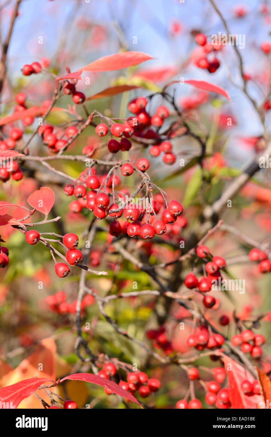 Red chokeberry (Aronia arbutifolia) Stock Photo