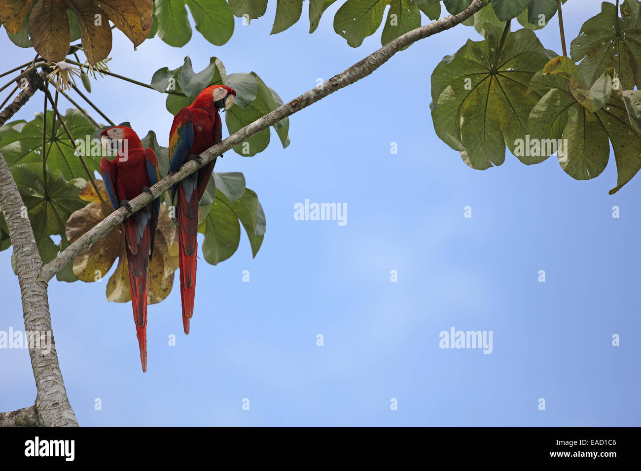 Scarlet Macaw, Ara macao, pair in cecropia tree Stock Photo