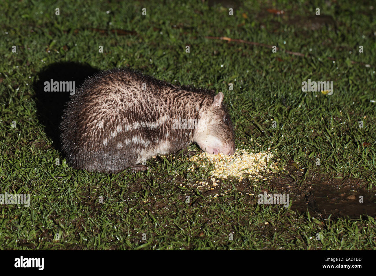 Lowland Paca, Cuniculus paca, feeding at night on corn Stock Photo