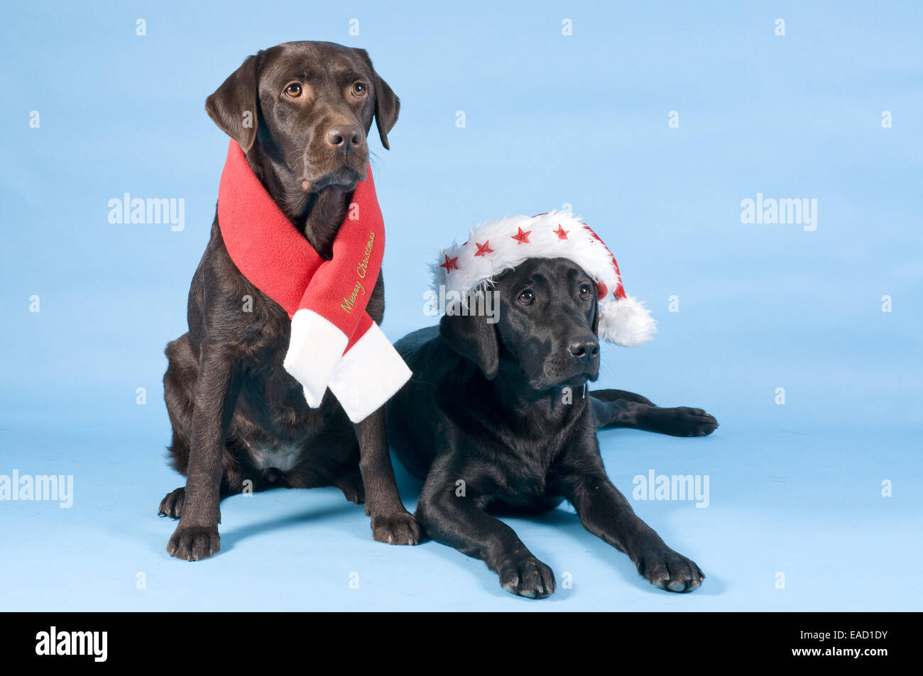 Two Labrador Retrievers wearing a Christmas scarf and a Santa hat, Germany Stock Photo