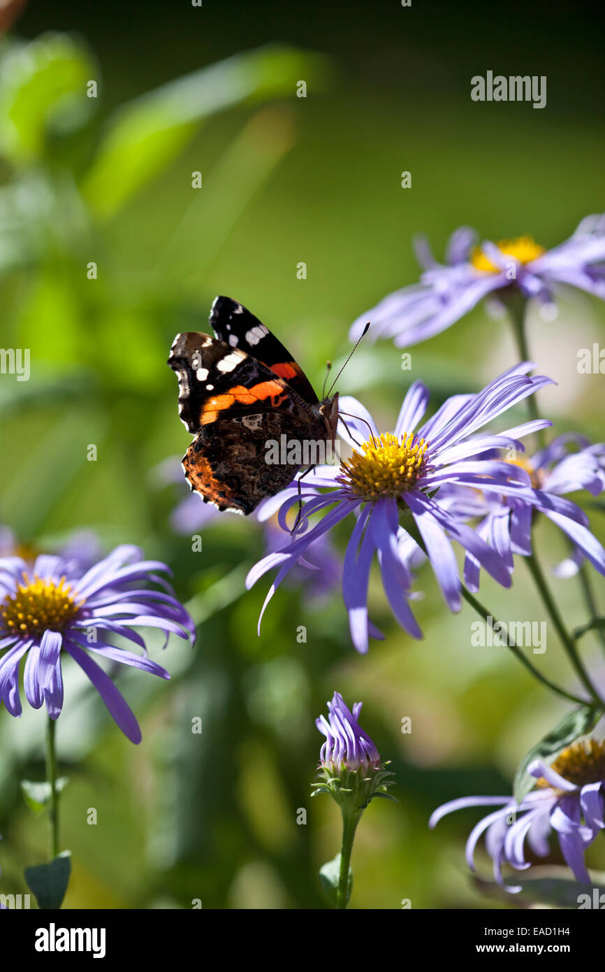 Red Admiral Butterfly on Aster Frikartii 'Monch' Stock Photo