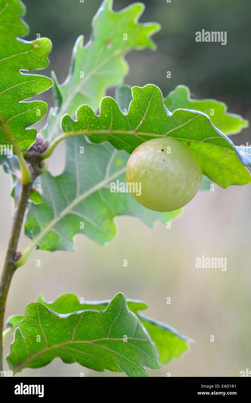 Gall of the Gall Wasp (Cynips quercusfolii) on an Oak (Quercus robur), South Tyrol province, Trentino-Alto Adige, Italy Stock Photo