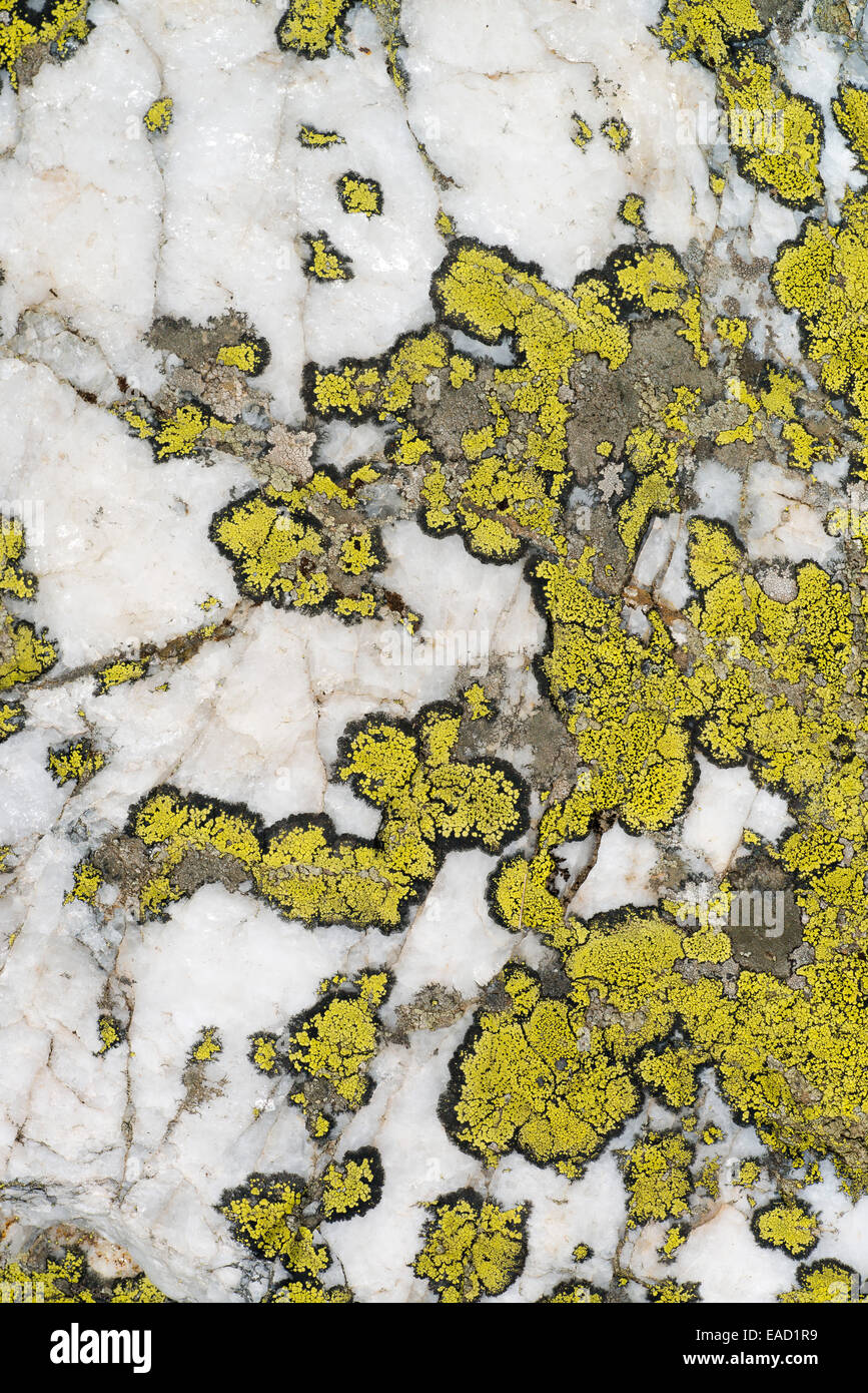 Map Lichen (Rhizocarpon geographicum), Südtirol, Italy Stock Photo