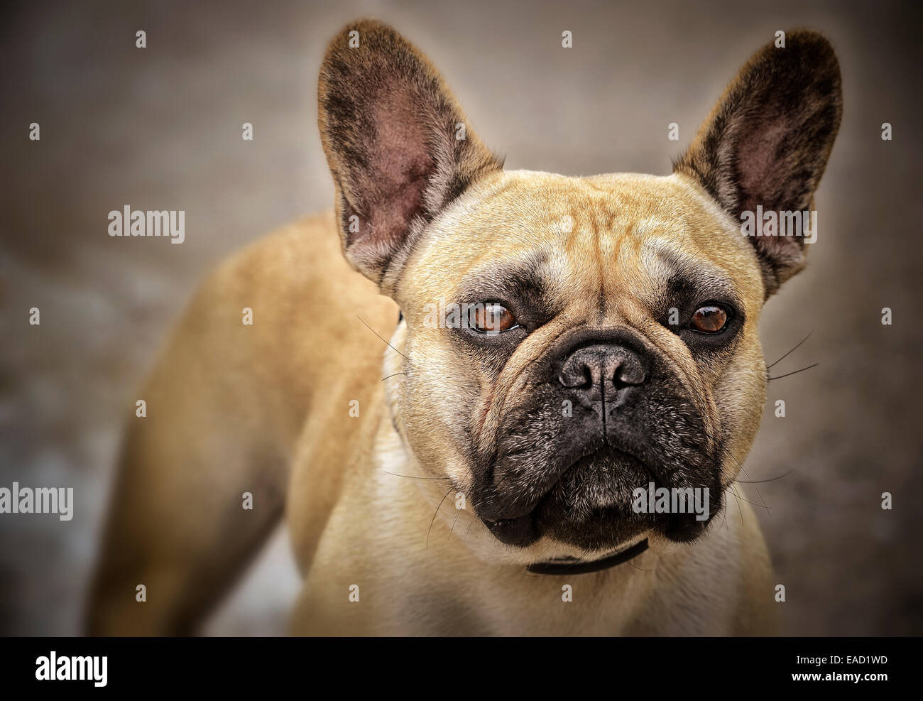 French Bulldog Stock Photo