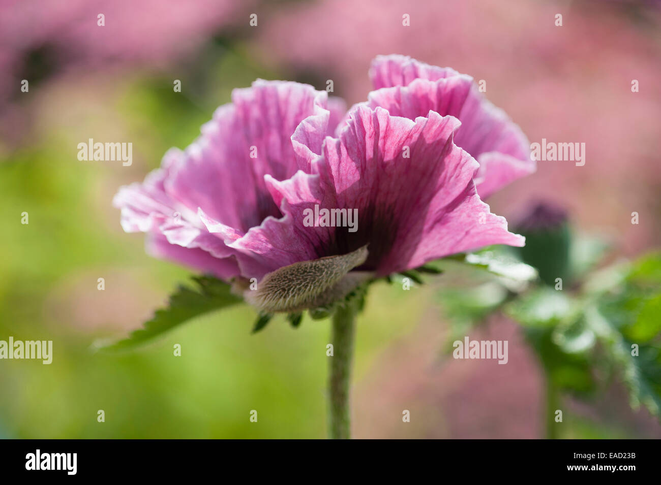 Poppy, Oriental poppy, Papaver orientale 'Patty's Plum', Pink subject