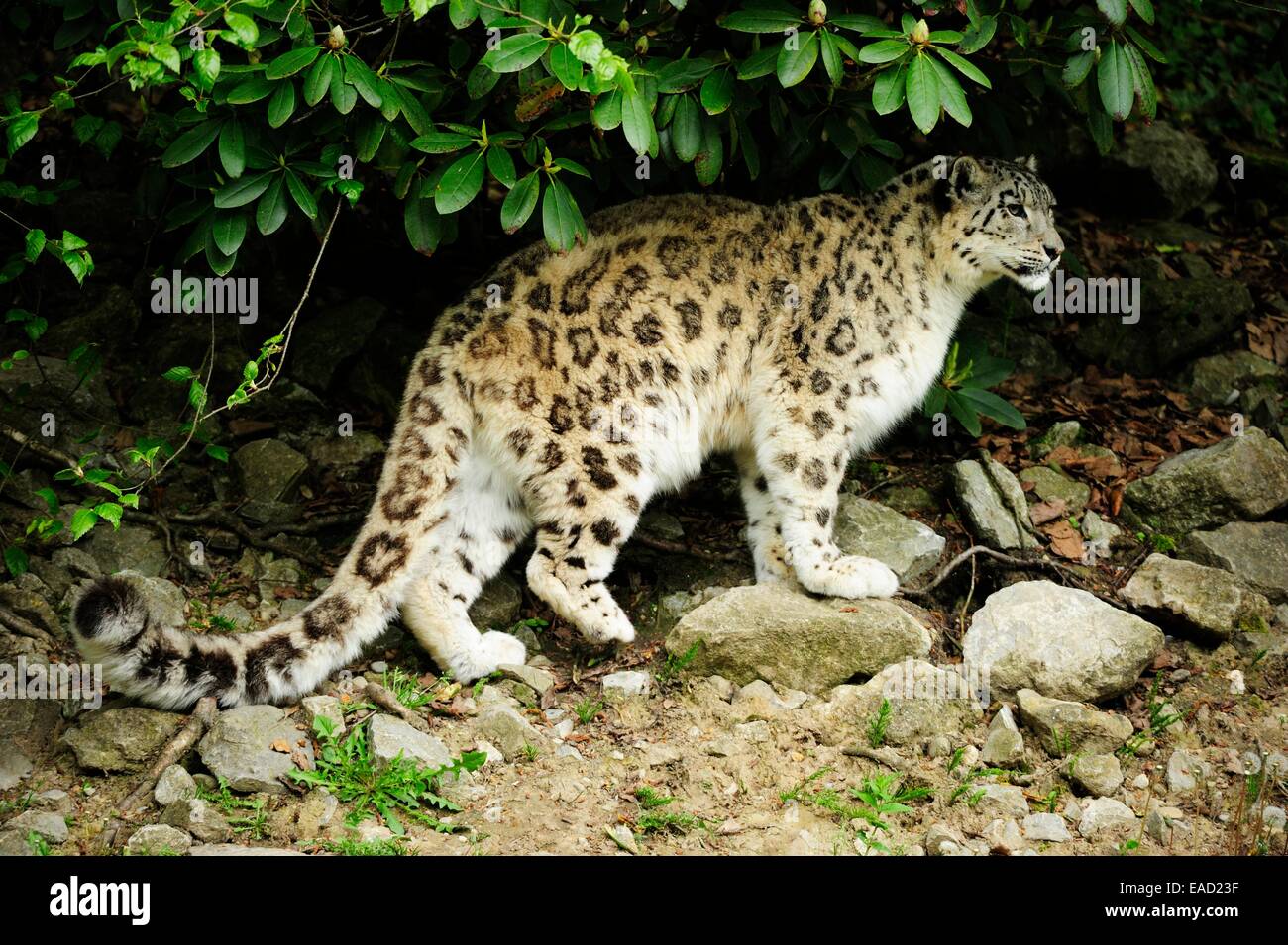 Snow Leopard (Uncia uncia), Zoo Zurich, Zurich, Canton of Zurich, Switzerland Stock Photo