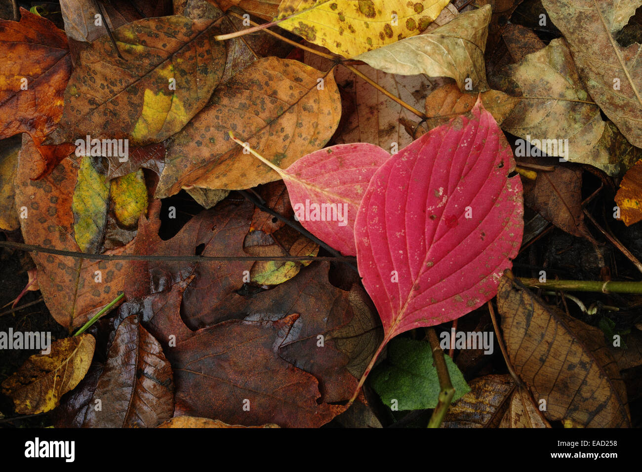 A beautiful display of autumn colors on the forest floor. Stock Photo