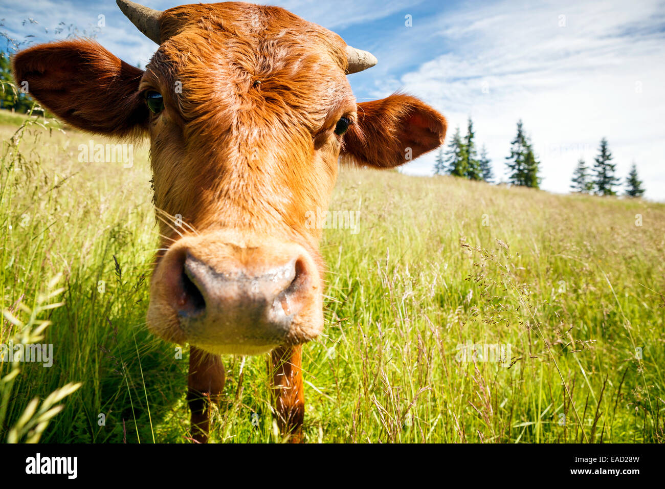 Funny cow looking at camera on pasture. Stock Photo