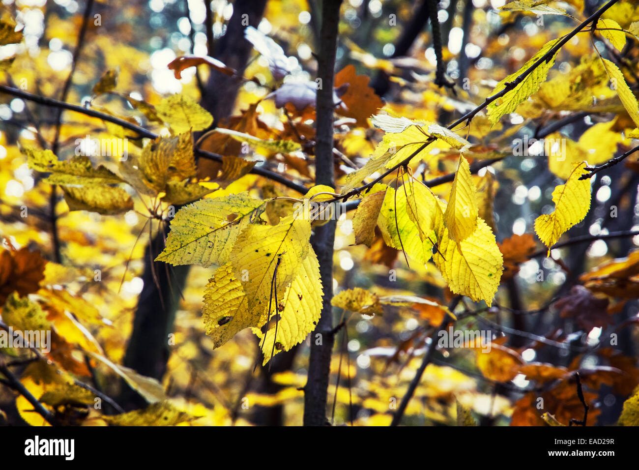 Natural texture beech leaves hi-res stock photography and images - Alamy