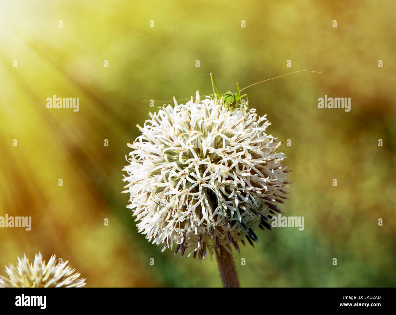 Large round white flower with green in sun rays. Natural