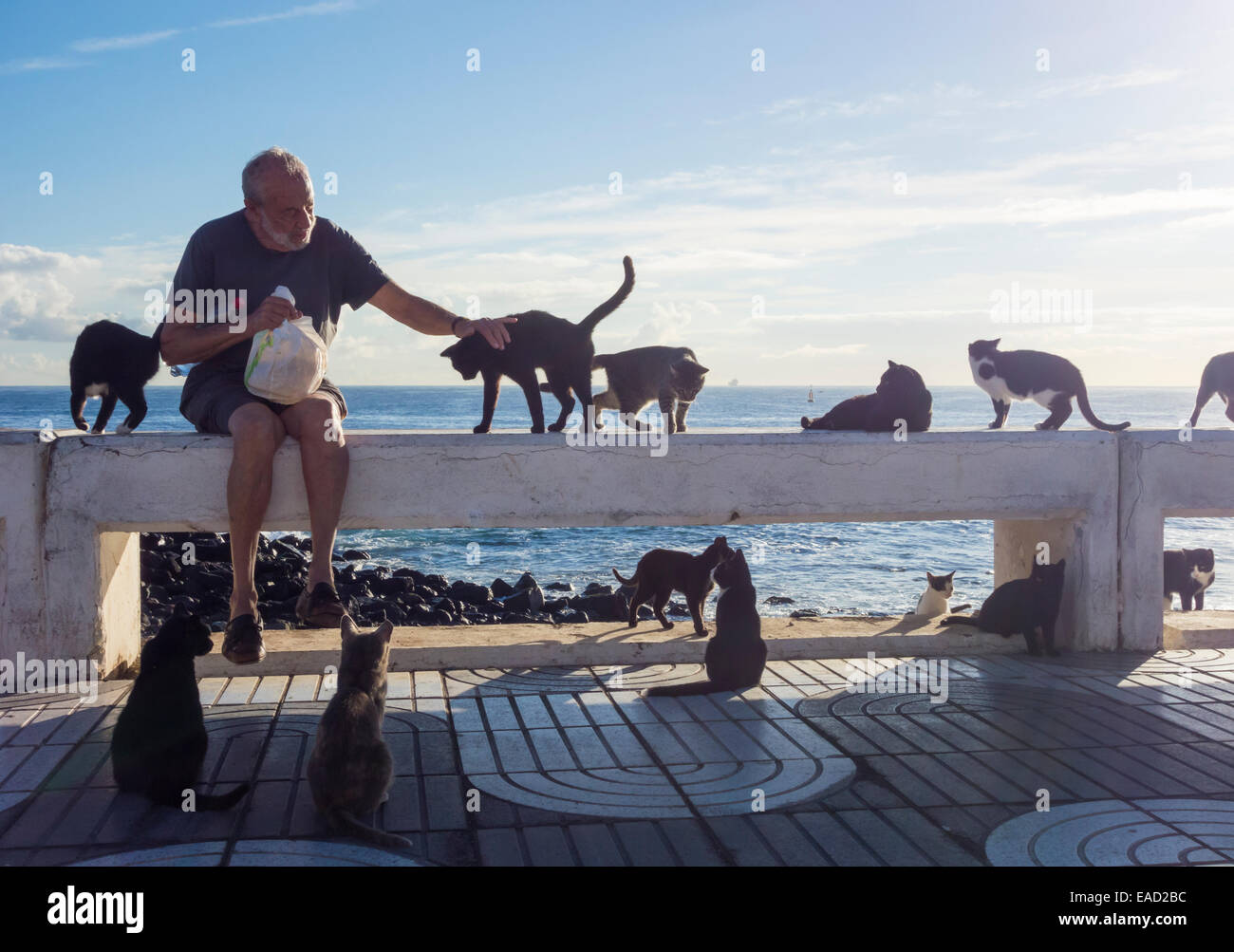 Elderly Man Feeding Feral Cats In Spain Stock Photo Alamy Elderly Man Feeding Feral Cats In Spain Stock Photo Alamy