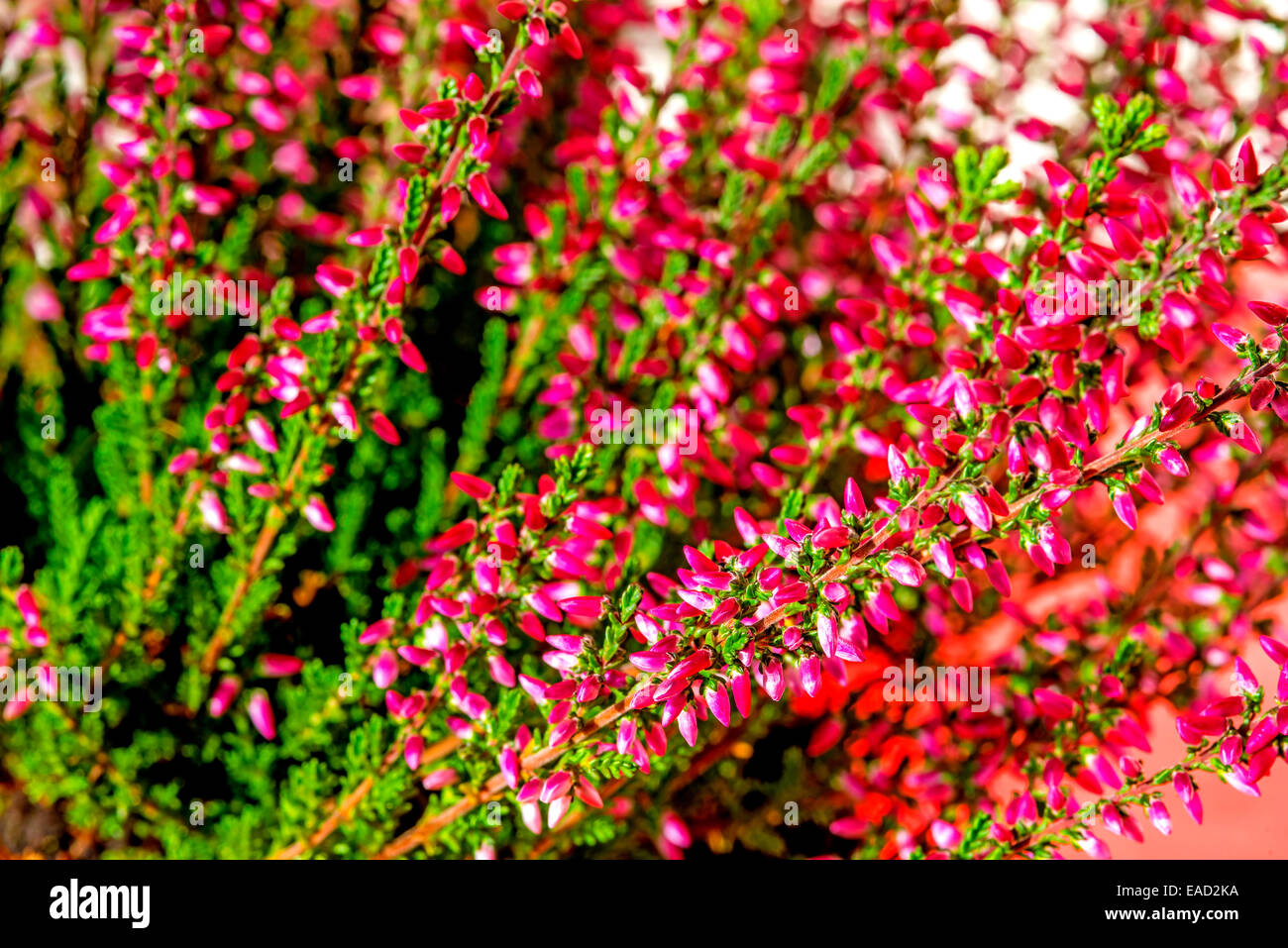 erica flower Stock Photo