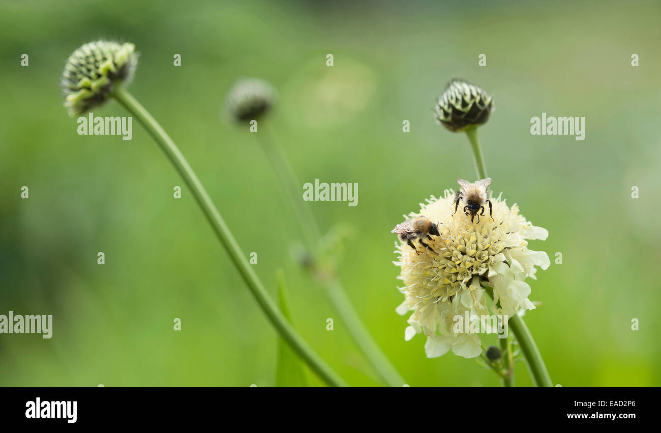 Scabious, Yellow scabious, Cephalaria gigantea, Yellow subject, Green background. Stock Photo