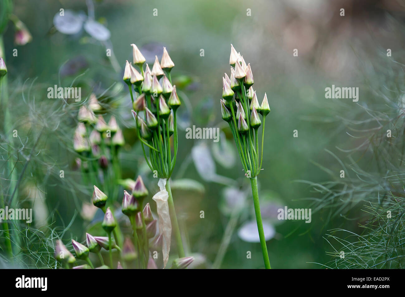 Nectaroscordum, Nectaroscordum siculum bulgaricum, Yellow subject. Stock Photo