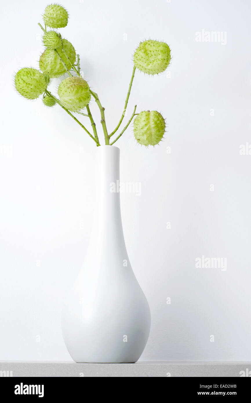 Balloon plant (Gomphocarpus physocarpus) in vase Stock Photo