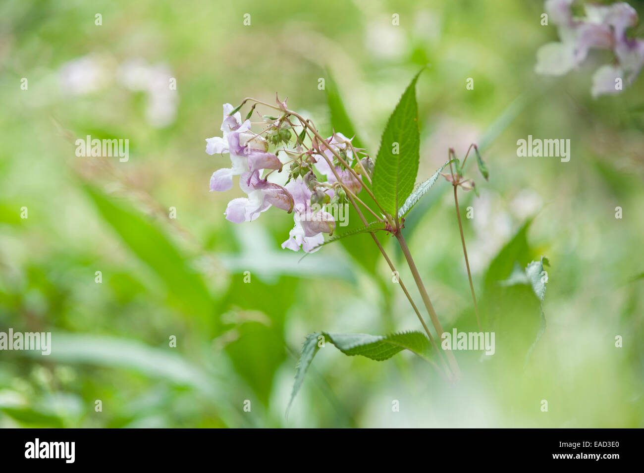 Policeman's helmet, Impatiens glandulifera, Mauve subject, Green background. Stock Photo