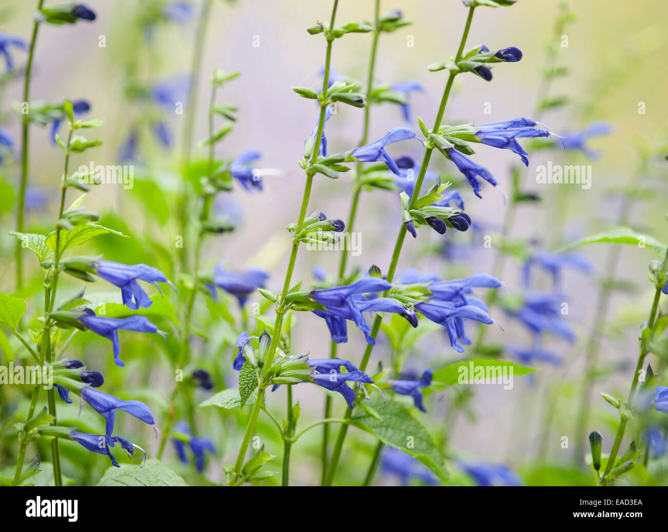 Sage, Salvia guaranitica 'Blue Enigma', Blue subject. Stock Photo