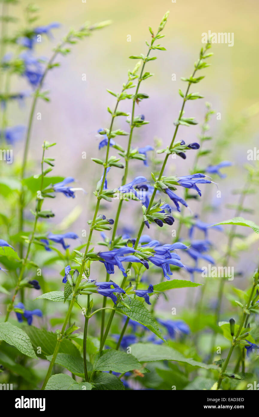 Sage, Salvia guaranitica 'Blue Enigma', Blue subject. Stock Photo