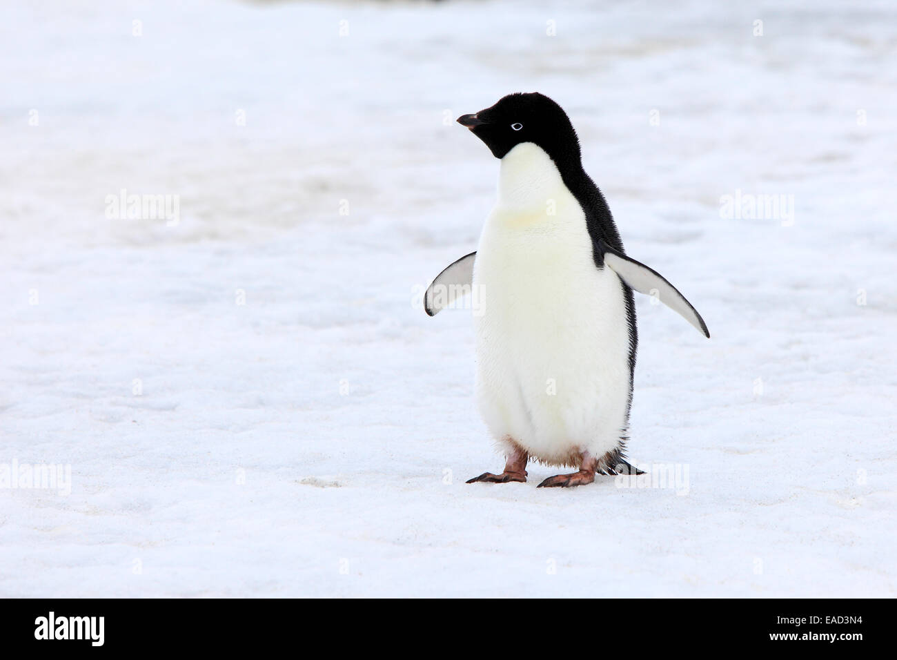 Adult adelie penguin hi-res stock photography and images - Alamy