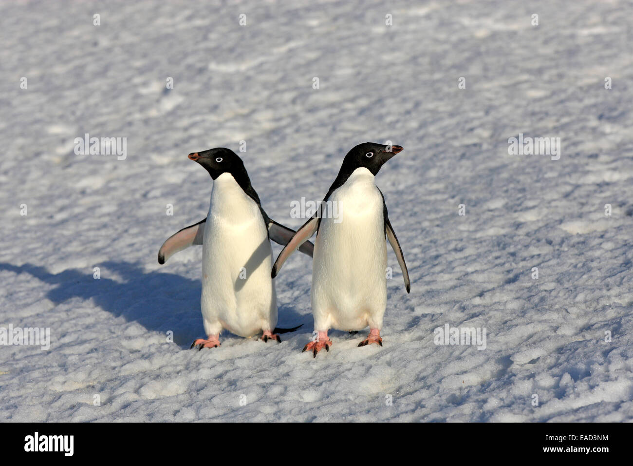 Adult adelie penguins hi-res stock photography and images - Alamy