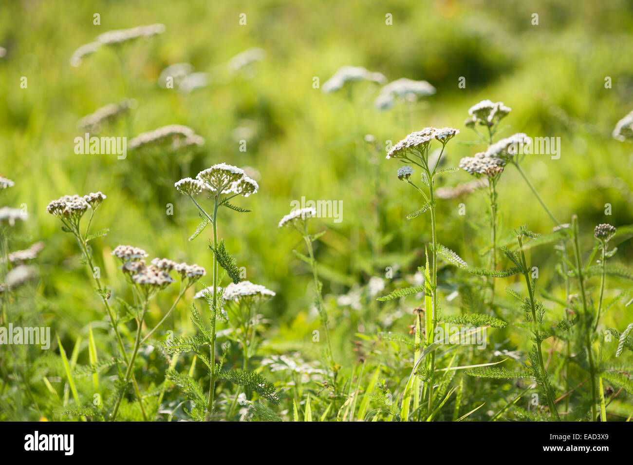 Yarrow, Achillea millefolium, White subject, Green background. Stock Photo