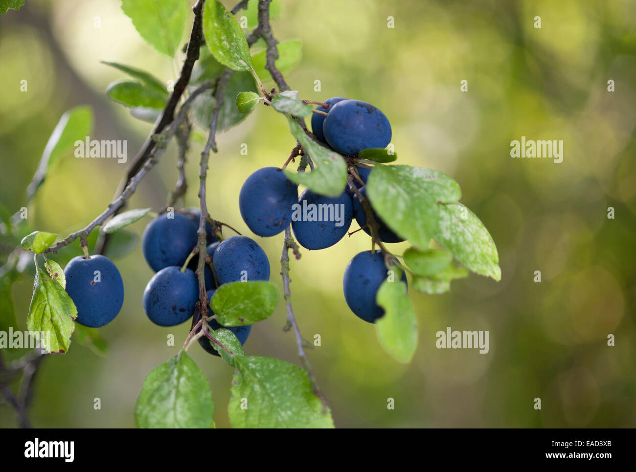 Damson plum, Prunus domestica L. subsp. insititia, Blue subject. Stock Photo