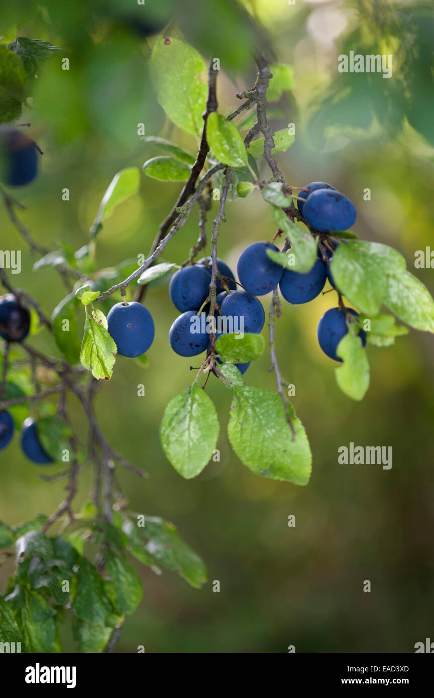 Damson plum,, Prunus domestica L. subsp. insititia, Blue subject. Stock Photo