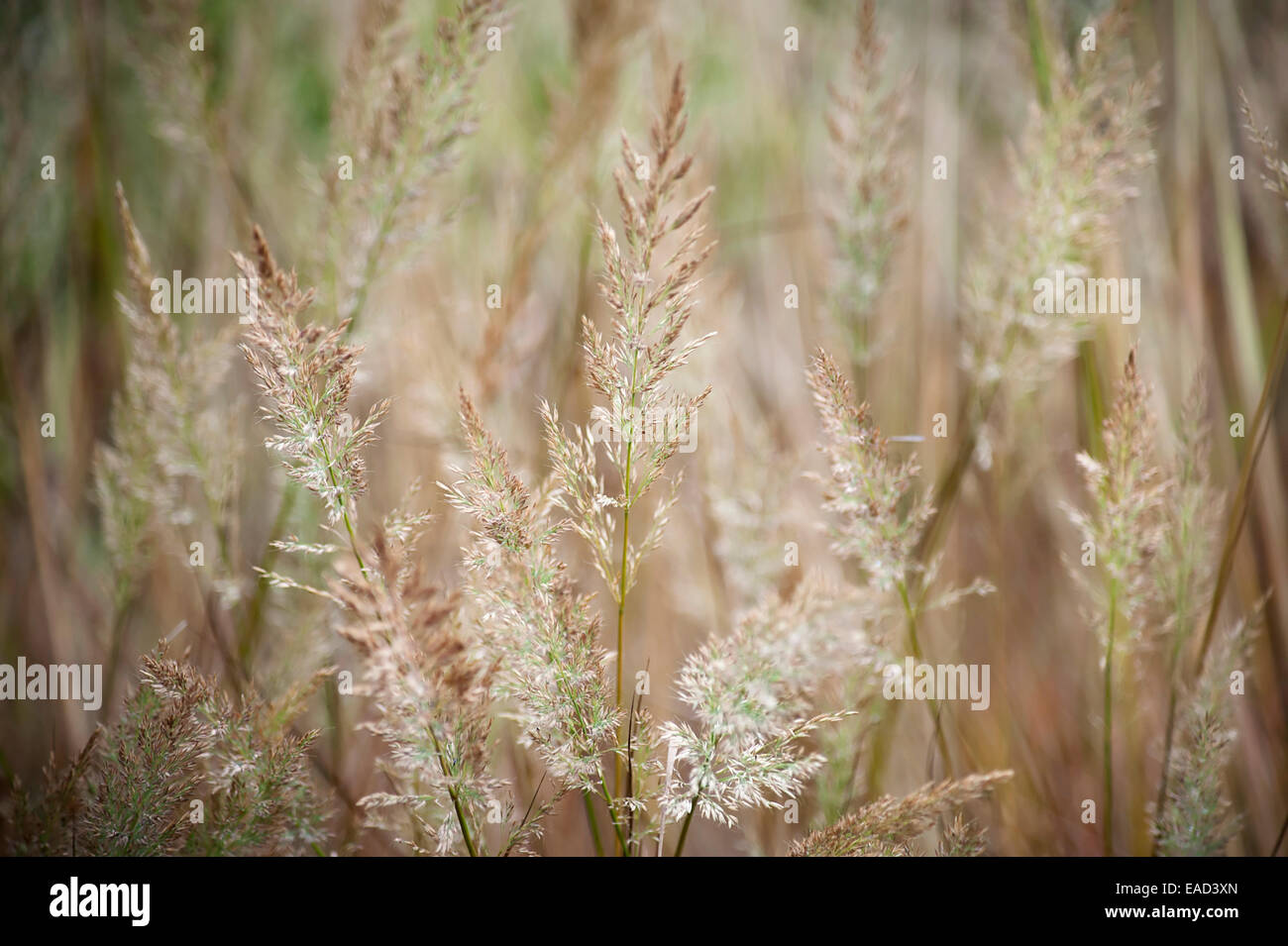 Grass, Korean feather reed grass, Calamagrostis brachytricha, Brown subject. Stock Photo