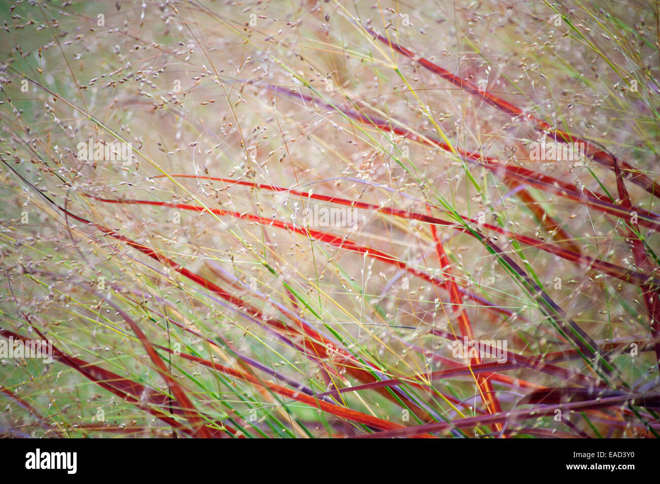 Grass, Switch grass, Panicum virgatum 'Rehbraun', Red subject. Stock Photo