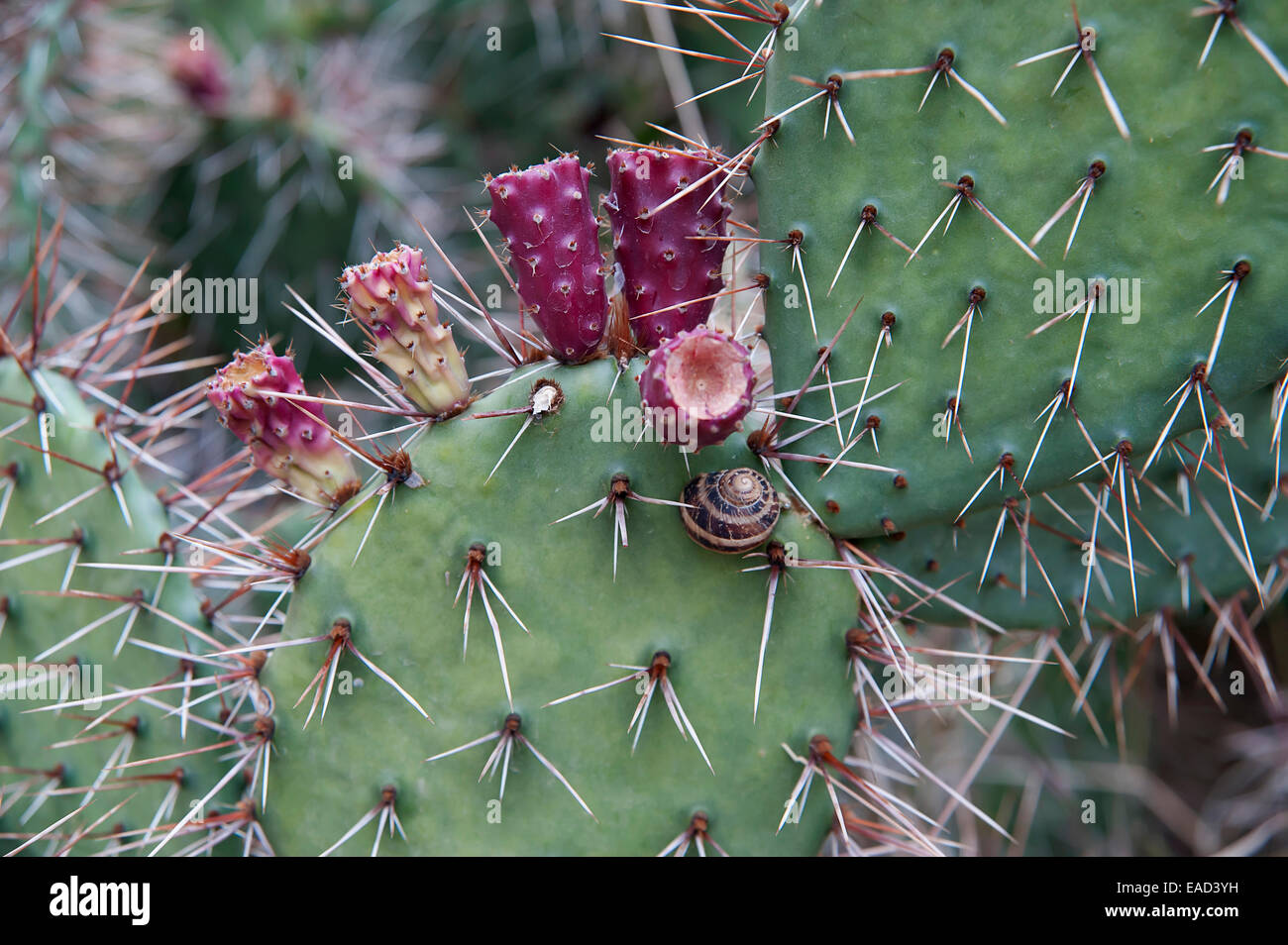 Prickly pear cactus, Opuntia humifusa, Purple subject, Green background. Stock Photo