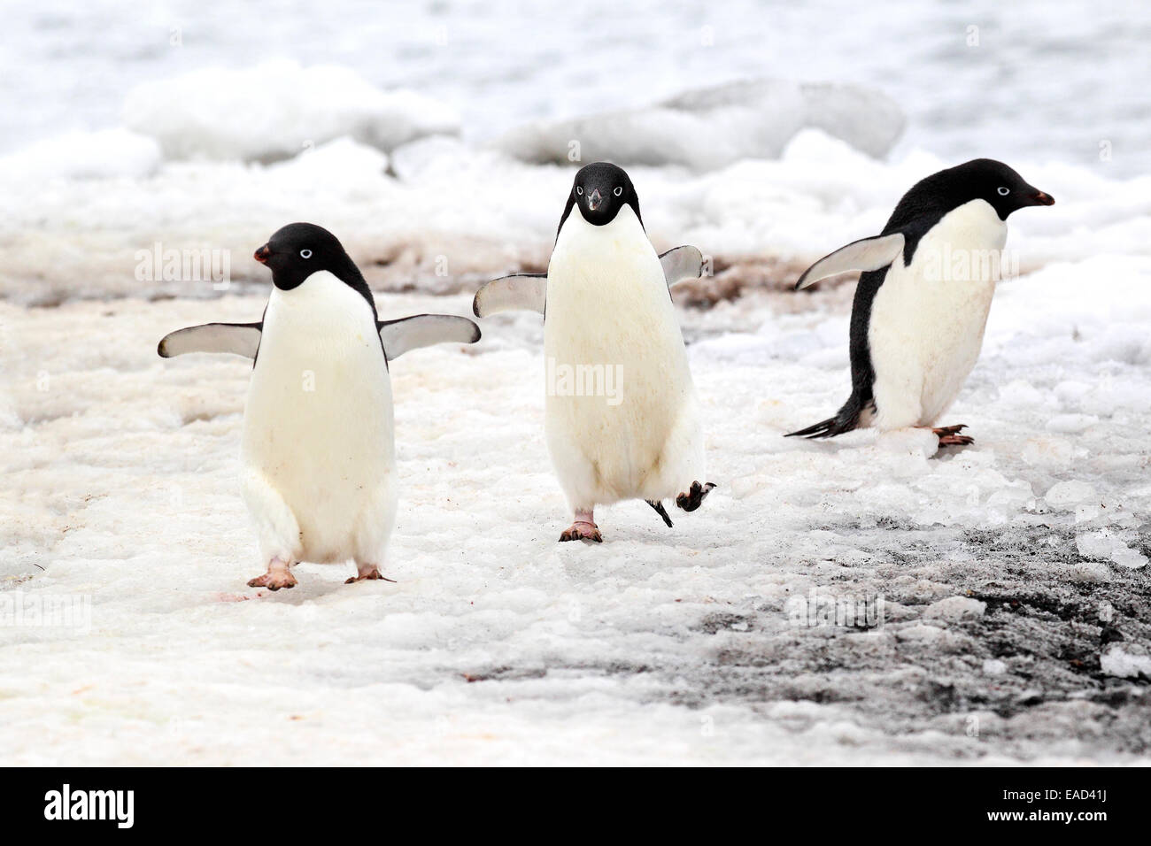 Adelie Penguins (Pygoscelis adeliae), adults, Antarctica Stock Photo ...