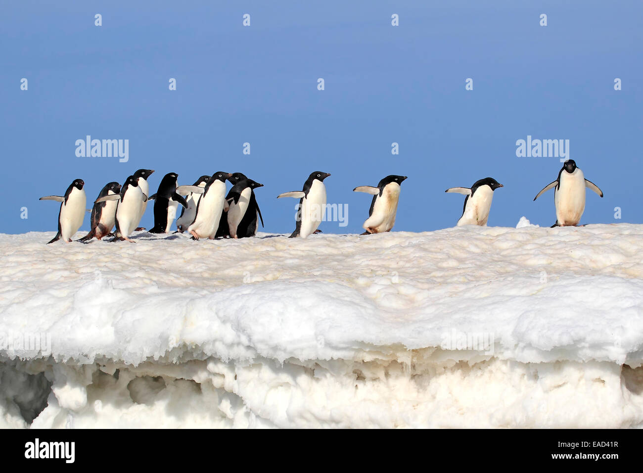 Adelie Penguins (Pygoscelis adeliae), adult group, in the snow, Brown ...