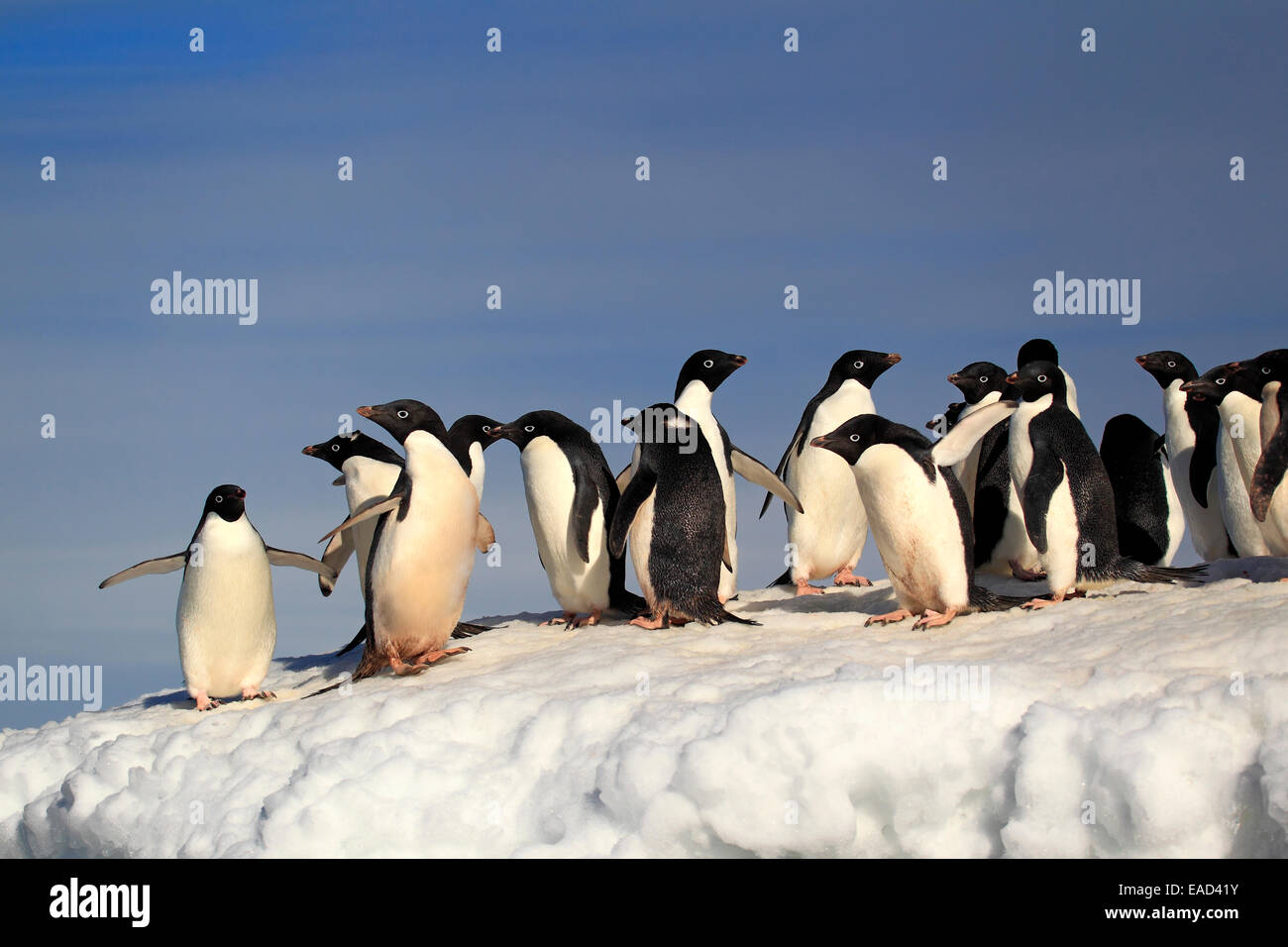 Adult penguins hi-res stock photography and images - Alamy