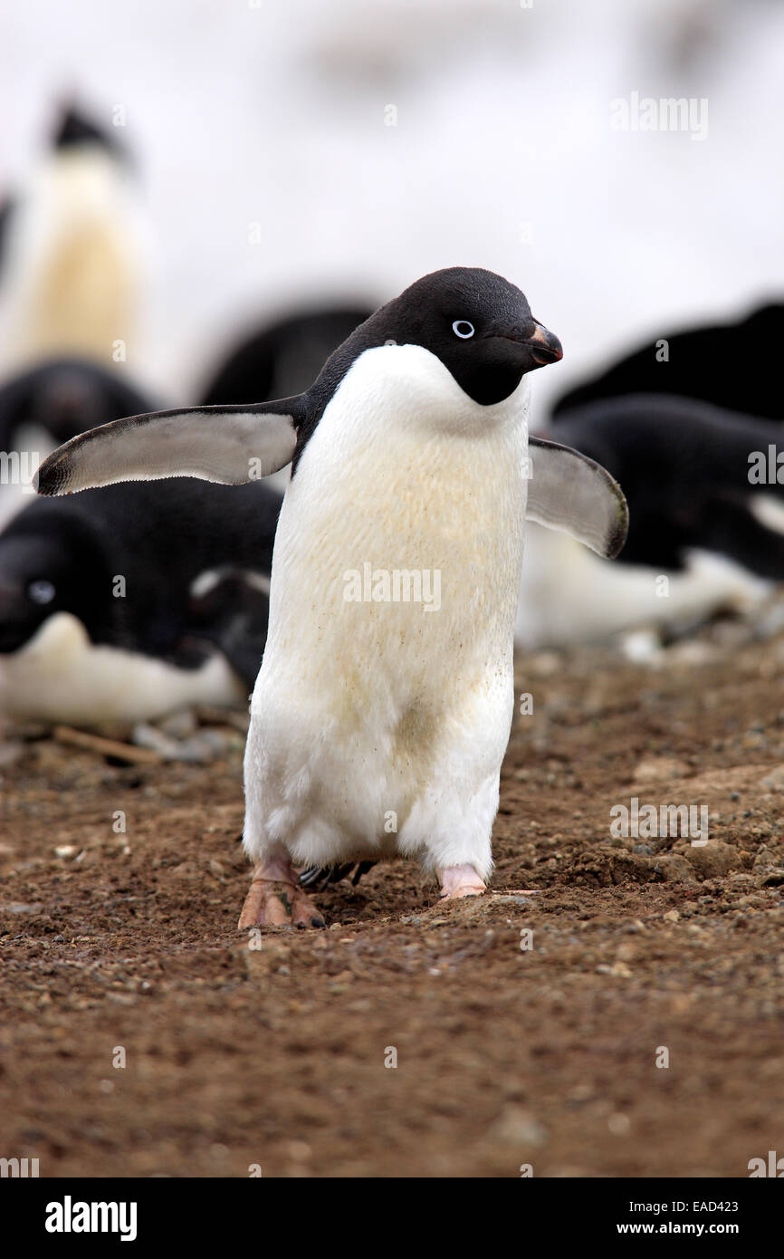 Adelie penguin hi-res stock photography and images - Alamy