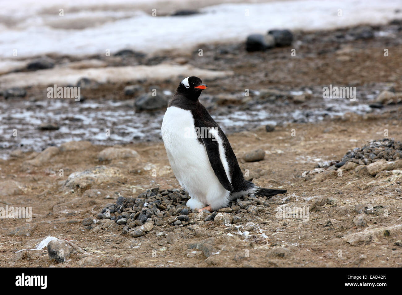 Gentoo Penguin (Pygoscelis papua), on egg, brooding, Half Moon Island, Antarctica Stock Photo
