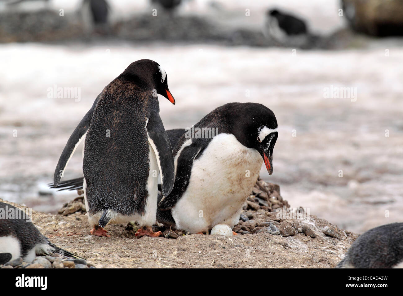 Gentoo Penguins (Pygoscelis papua), adult pair, on nest with egg ...