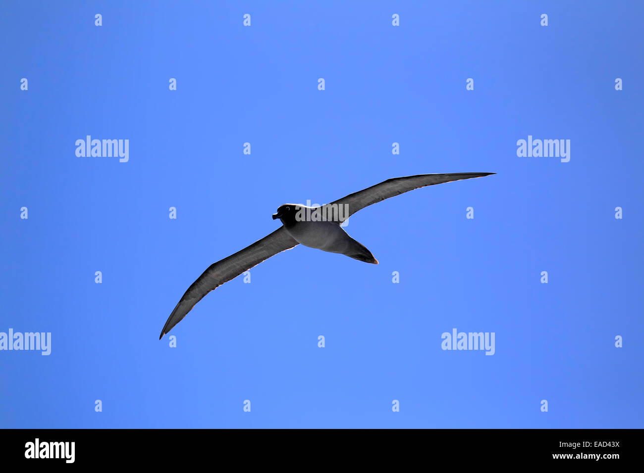 Light mantled albatross hi-res stock photography and images - Alamy