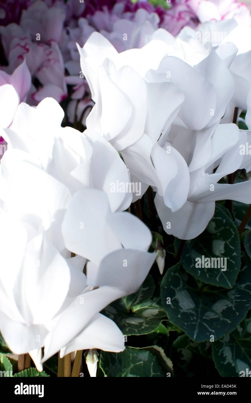 White cyclamen closeup. A sea of white cyclamen petals diagonal across the image. Stock Photo