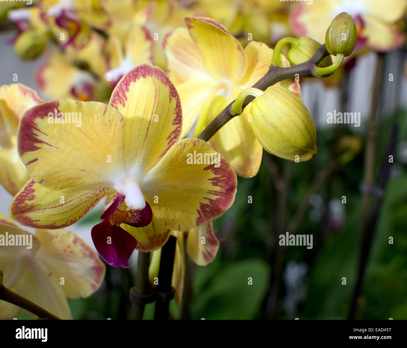Yellow orchids blossoming in pots. Stock Photo
