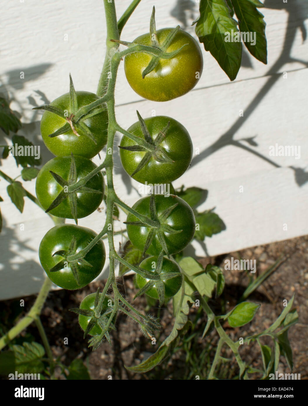 Green tomatoes ripening outdoors on the vine in the garden Stock Photo ...