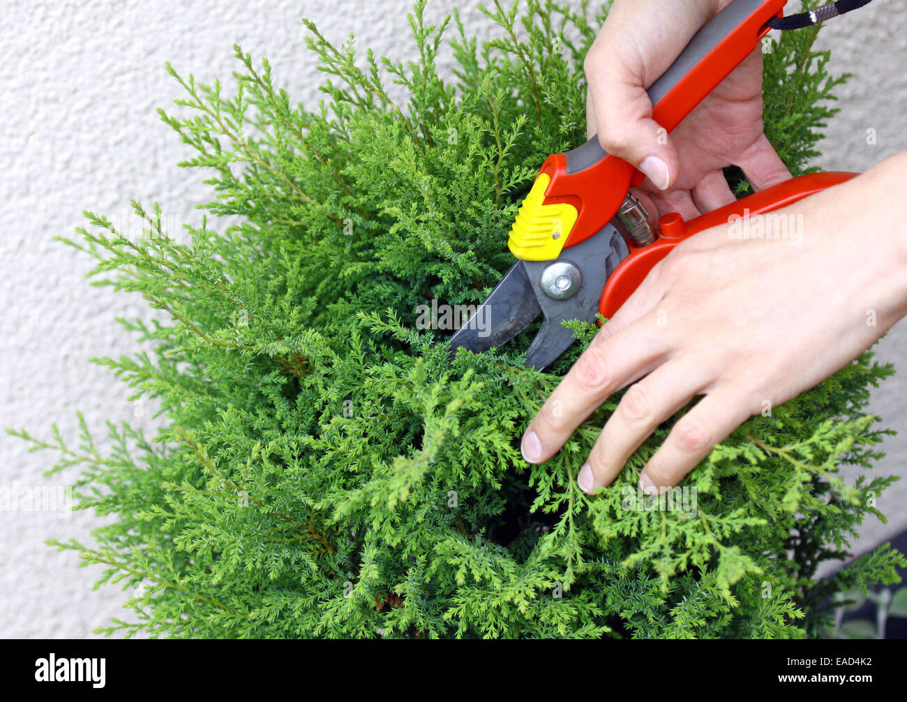 Hand holding clippers and pruning decorative maple tree Stock Photo